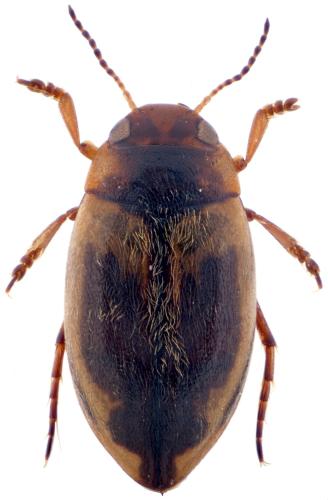 Hydroporus palustris